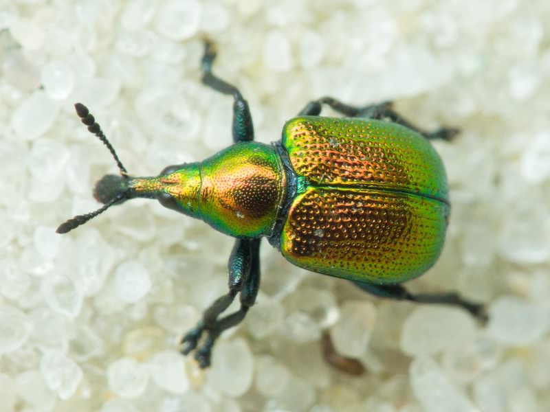 Byctiscus populi (Linnaeus, 1758)